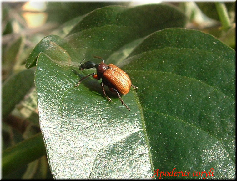 Apoderus coryli